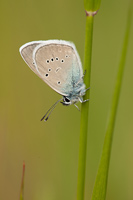 Klaverblauwtje (Cyaniris semiargus)
