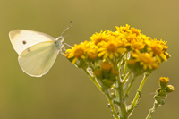 Klein koolwitje (Pieris rapae)