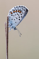Klein tijmblauwtje (Pseudophilotes baton)