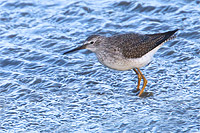 Kleine geelpootruiter (Tringa flavipes)