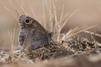 Kleine heivlinder (Hipparchia statilinus)