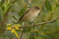 Kleine karekiet (Acrocephalus scirpaceus)