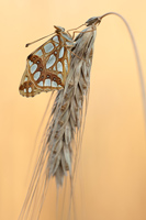 Kleine parelmoervlinder (Issoria lathonia)