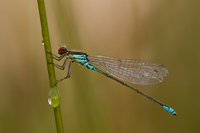 Kleine roodoogjuffer (Erythromma viridulum)