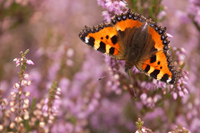 Kleine vos (Aglais urticae)