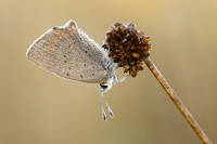 Kleine vuurvlinder (Lycaena phlaeas)