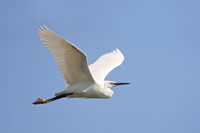 Kleine zilverreiger (Egretta garzetta)