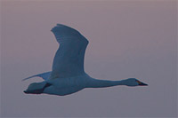 Kleine zwaan (Cygnus columbianus)