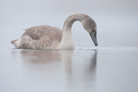 Knobbelzwaan (Cygnus olor)