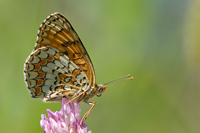 Knoopkruidparelmoervlinder (Melitaea phoebe)