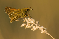 Kommavlinder (Hesperia comma)