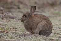 Konijn (Oryctolagus cuniculus)