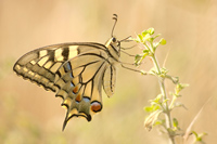 Koninginnenpage (Papilio machaon)