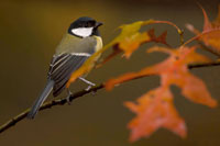 Koolmees (Parus major)