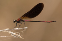 Koperen beekjuffer (Calopteryx haemorrhoidalis)