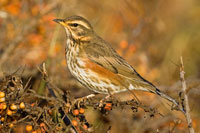 Koperwiek (Turdus iliacus)