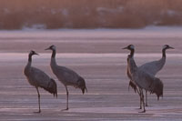 Kraanvogel (Grus grus)