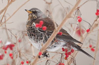 Kramsvogel (Turdus pilaris)