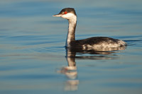 Kuifduiker (Podiceps auritus)