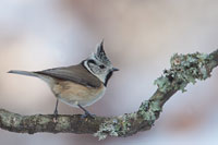 Kuifmees (Lophophanes cristatus)