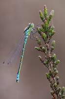 Maanwaterjuffer (Coenagrion lunulatum)