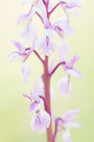 Mannetjesorchis (Orchis mascula)