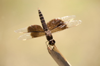 Mantelgrondlibel (Brachythemis fuscopalliata)