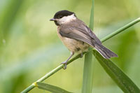 Matkop (Poecile montanus)