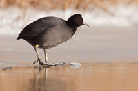 Meerkoet (Fulica atra)