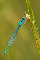 Mercuurwaterjuffer (Coenagrion mercuriale)