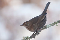 Merel (Turdus merula)