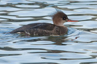 Middelste zaagbek (Mergus serrator)