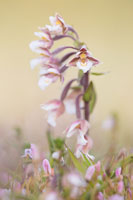 Moeraswespenorchis (Epipactis palustris)