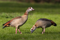 Nijlgans (Alopochen qegyptiacus)