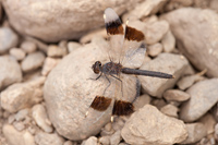 Noordelijke bandgrondlibel (Brachythemis impartita)