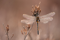 Noordse witsnuitlibel (Leucorrhinia rubicunda)