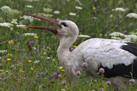 Ooievaar (Ciconia ciconia)