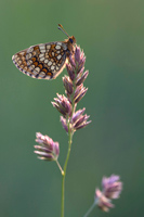 Oostelijke parelmoervlinder (Melitaea britomartis)