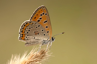 Oostelijke vuurvlinder (Lycaena thersamon)