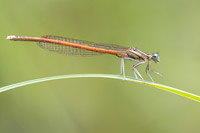 Oranje breedscheenjuffer (Platycnemis acutipennis)