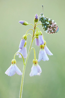 Oranjetipje (Anthocharis cardamines)