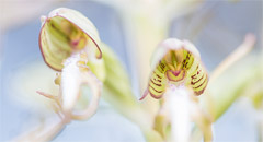 Orchideeën