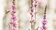 Overige planten