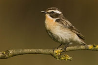 Paapje (Saxicola rubetra)