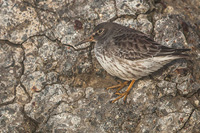 Paarse strandloper (Calidris maritima)