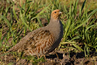 Patrijs (Perdix perdix)