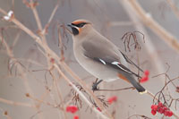 Pestvogel (Bombycilla garrulus)