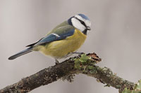 Pimpelmees (Cyanistes caeruleus)