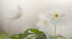 Planten