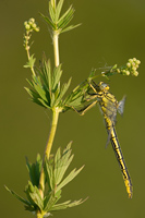 Plasrombout (Gomphus pulchellus)